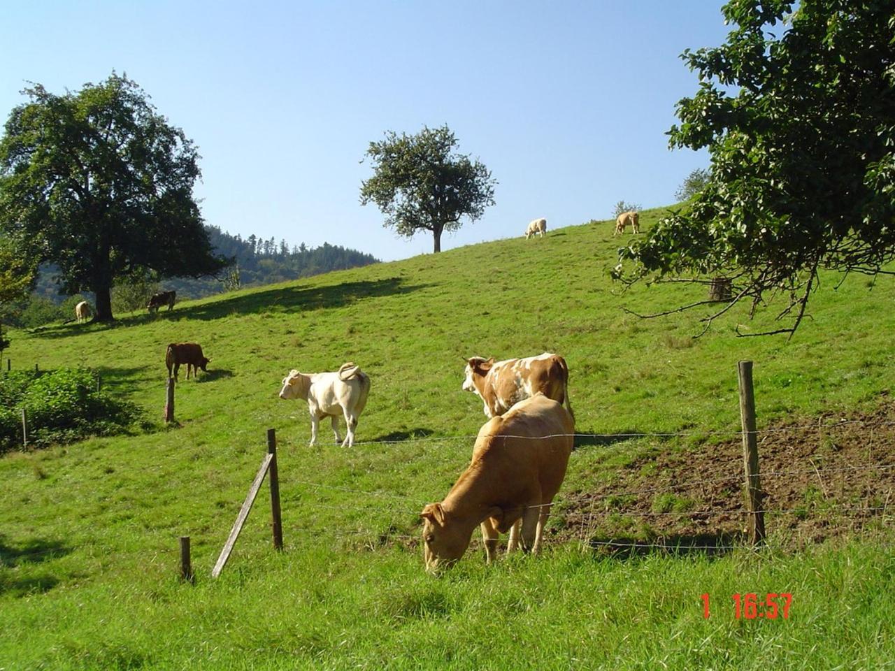 Ferienwohnung Schnurrenhof Seebach Exterior foto
